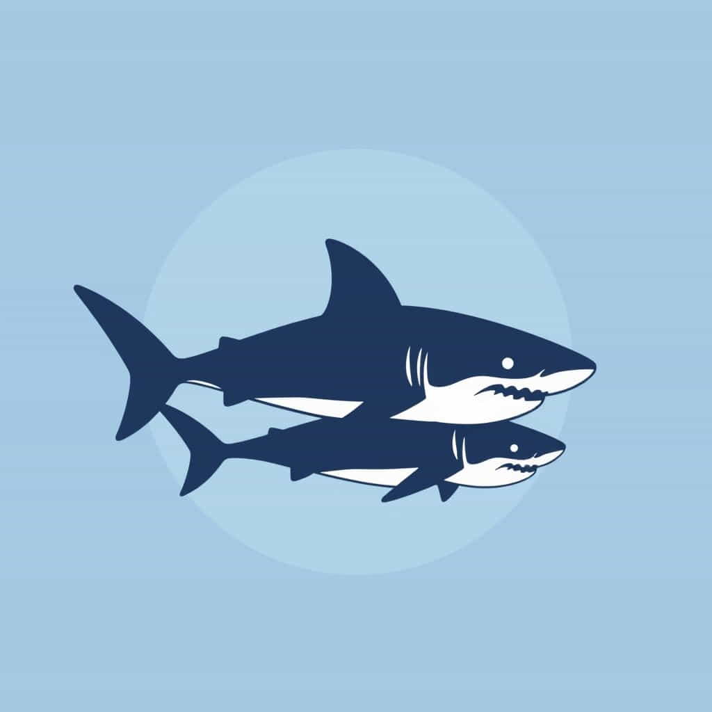 Newborn Great White Sharks